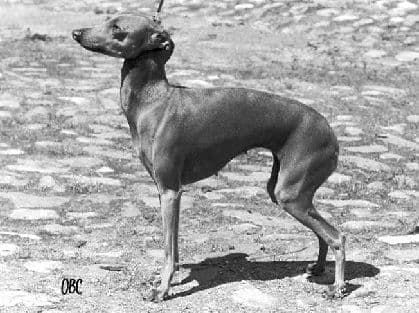 Il Cagnolino Etazia 1