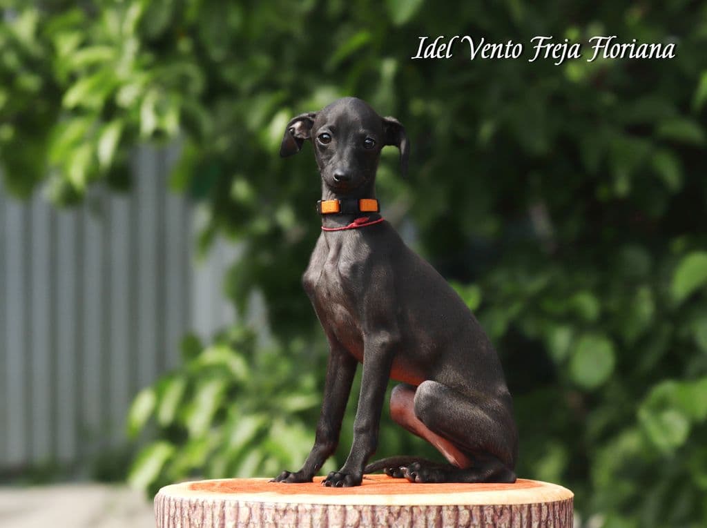 Idel Vento Freja Floriana 1