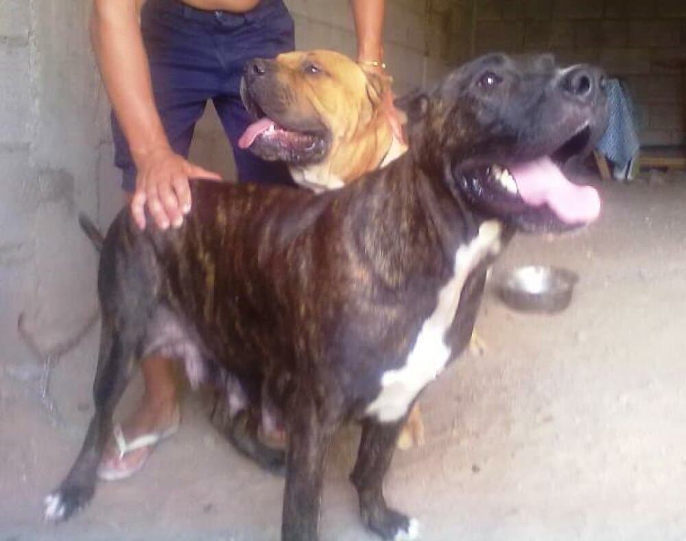 DARA DE PERRO DE LA TIERRA 1