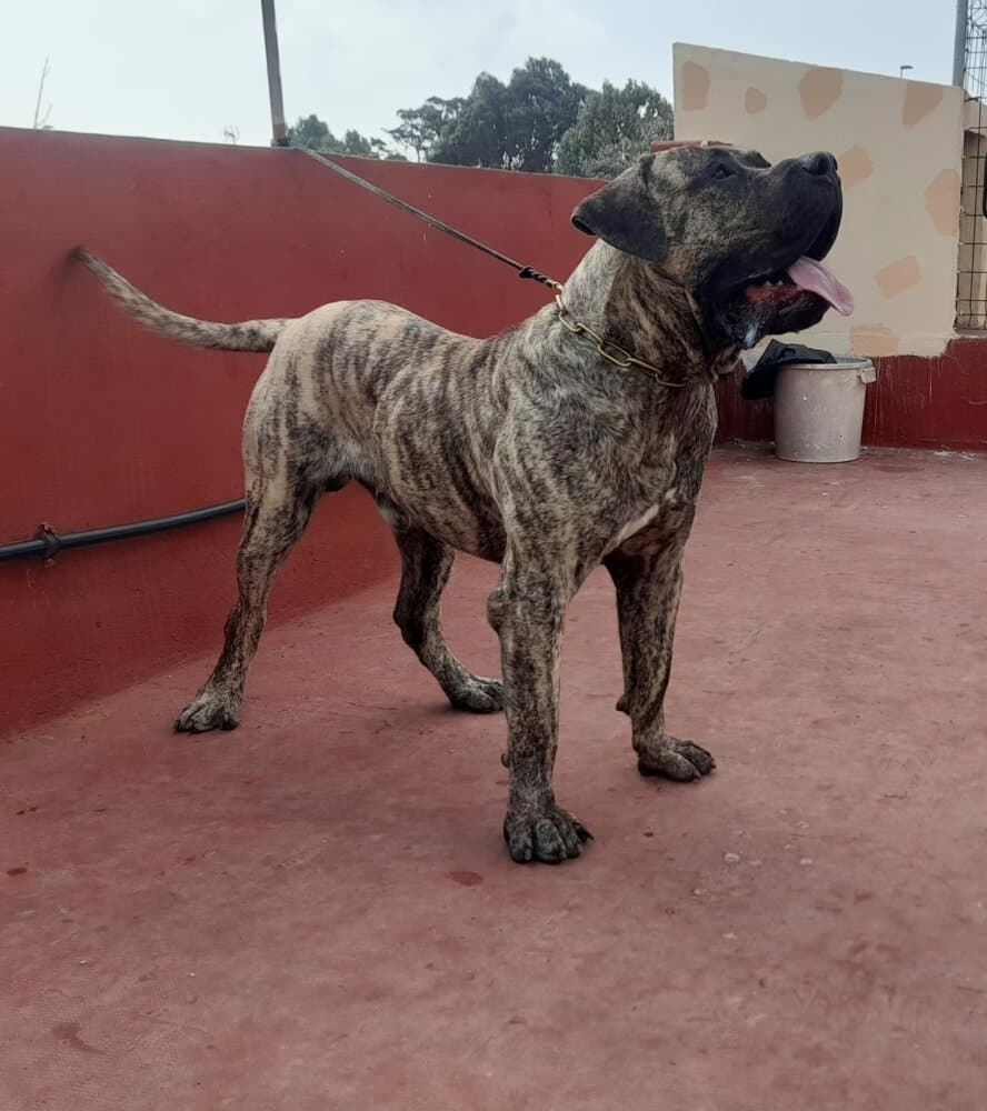 LEBRON DE MONTANAGARABATO 1