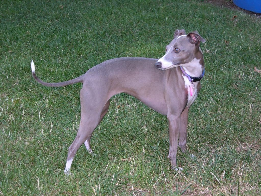 Amthony's Tinker Bella Blue 1