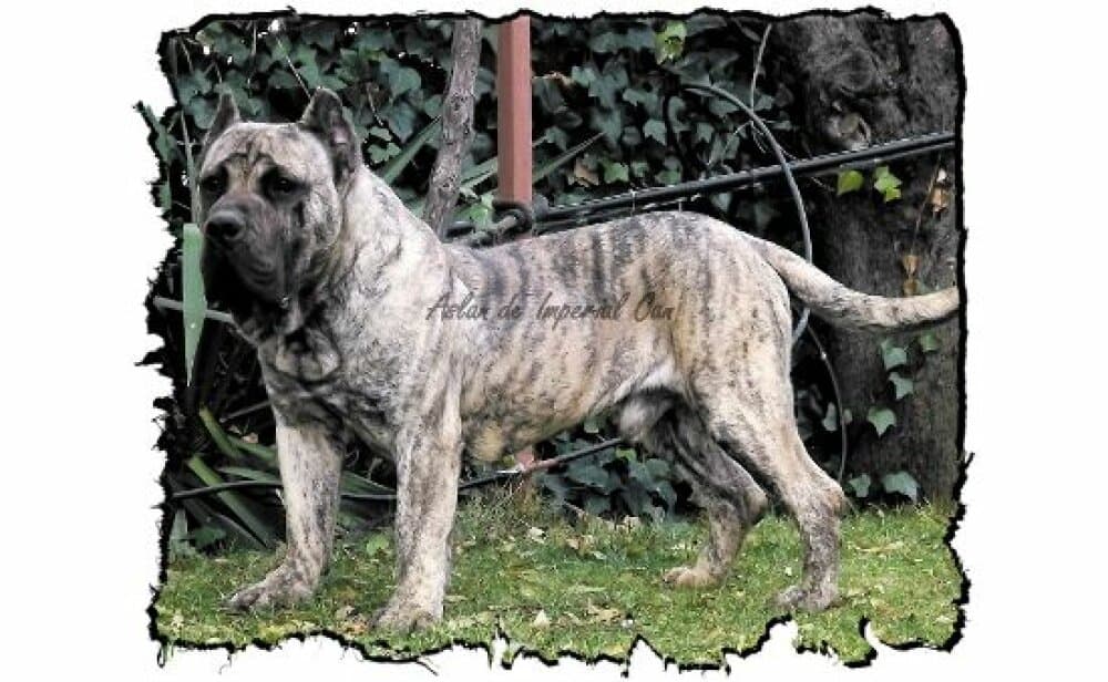ASLAN DE IMPERIAL СAN 1