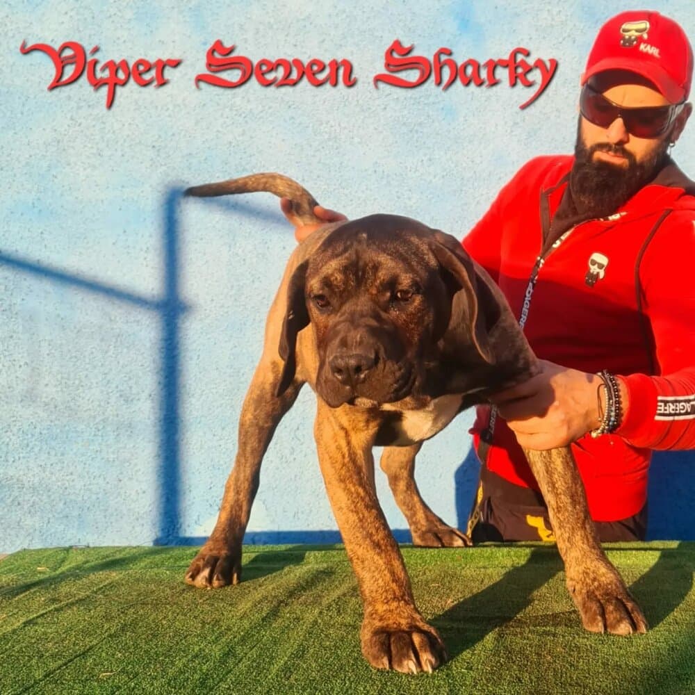 VIPER OF SEVEN SHARKY DINASTY 1