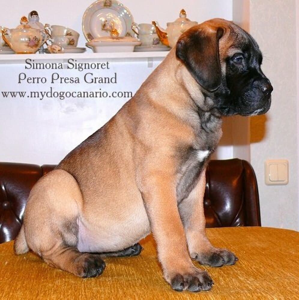 SIMONA PERRO PRESA GRAND 1