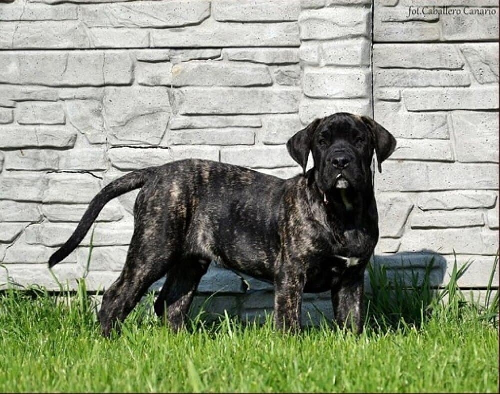 SHAMGAR CABALLERO CANARIO 1