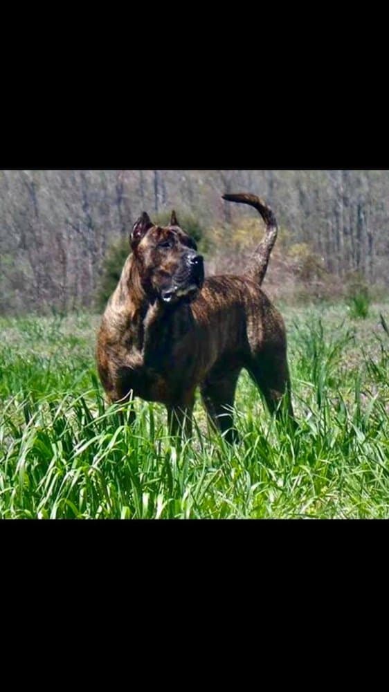 MID AMERICA K-9 BUCKEYE 1