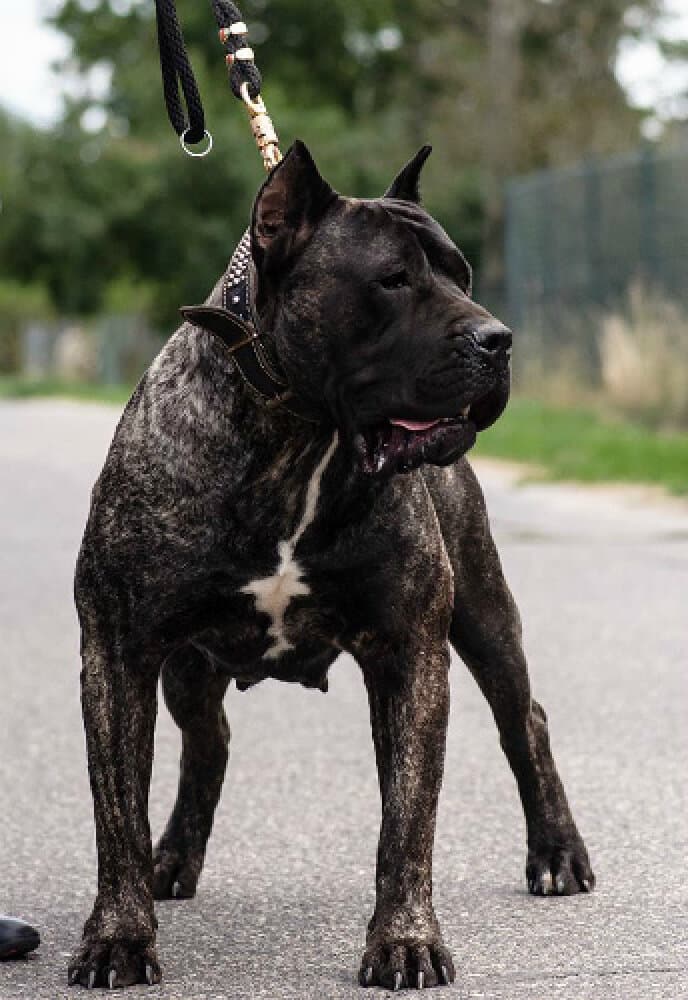 MYSZKA DE REY GLADIADOR 1