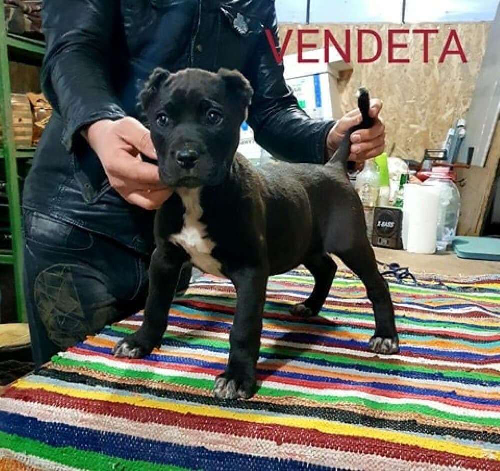 VENDETTA OF SEVEN SHARKY DINASTY 1