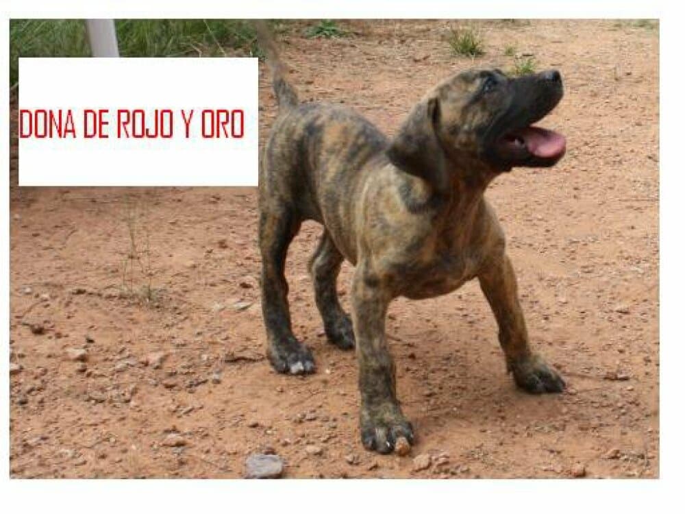 DONA DE ROJO Y ORO 1