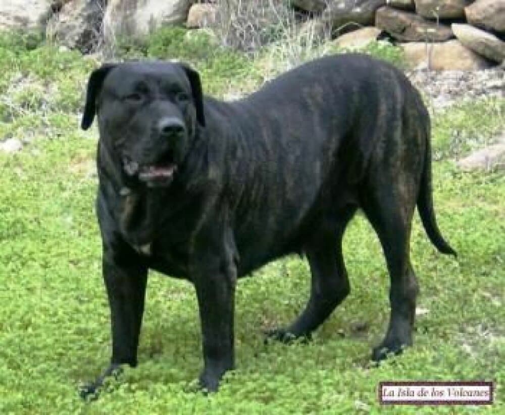 TURCA* 1