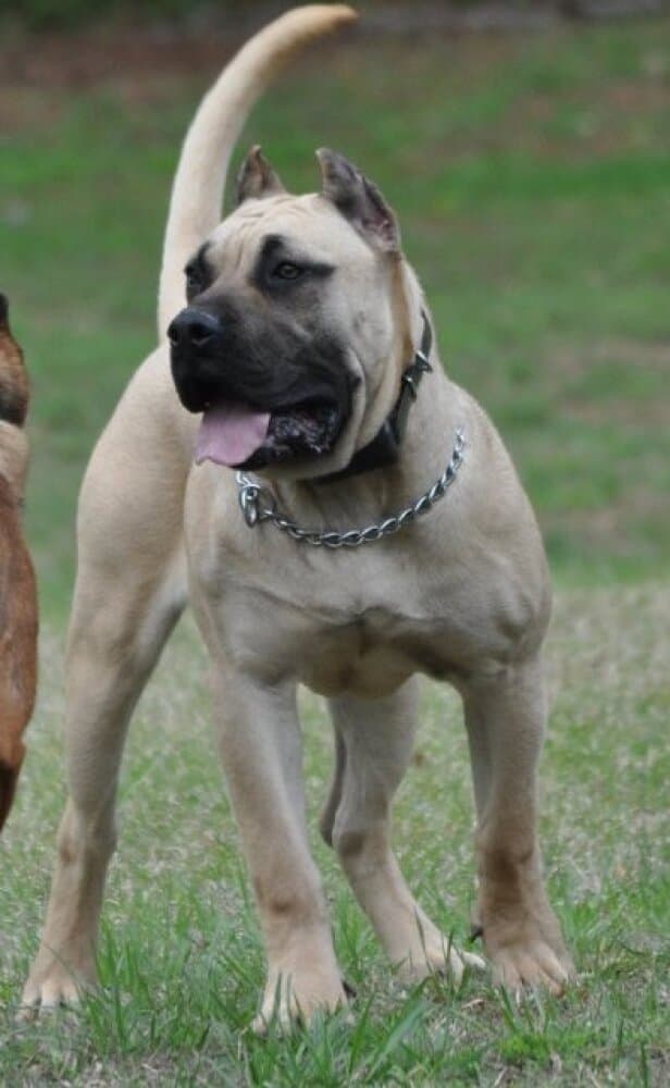BROCK DE WARSNEY 1