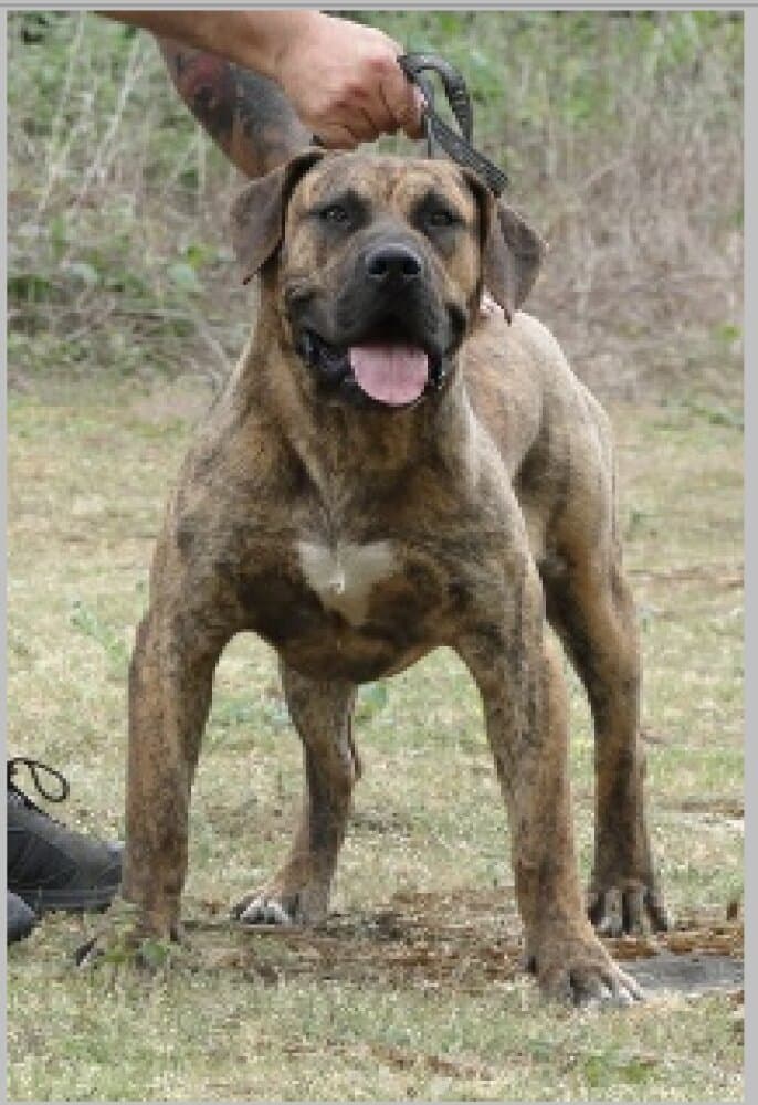 GOLFO DE LA JACHA 1