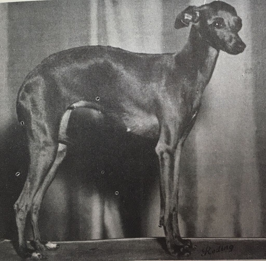 Hilador Innamorata 1