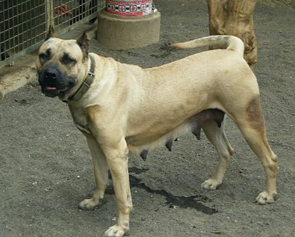 RUBIA DE CASIMIRO 1