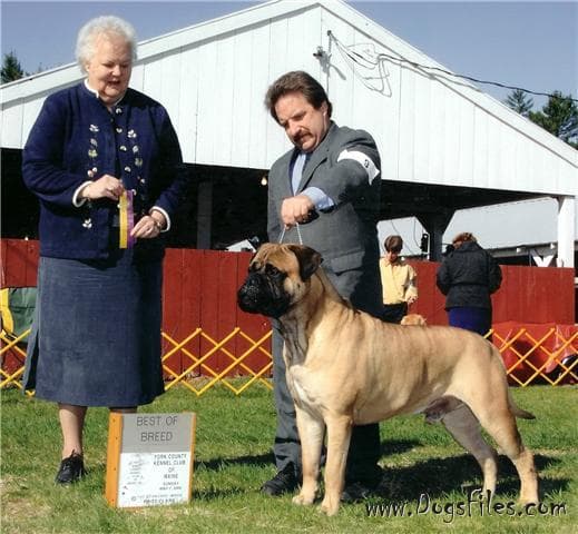 BANSTOCK BRUNO OF THE NORTHEAST 1