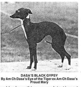 Dasa's Black Gypsy 1