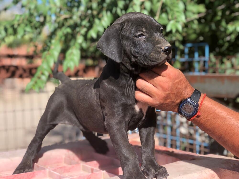 THANOS DE KING ZULU 1