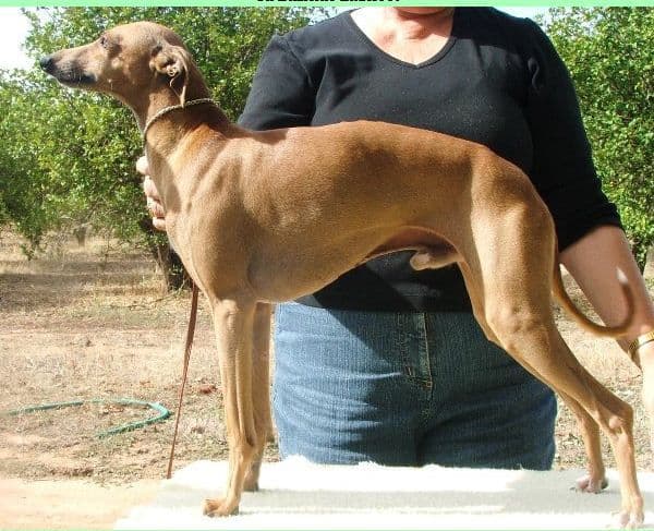 Blanerne Littlefoot 1