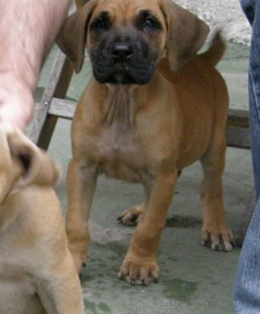 PIMIENTA DE PERRO DE LA TIERRA 1