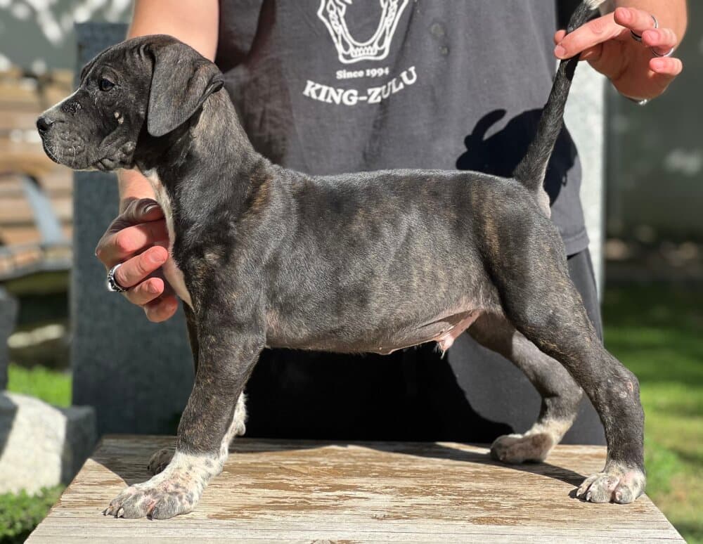 ASIO DE KING ZULU 1