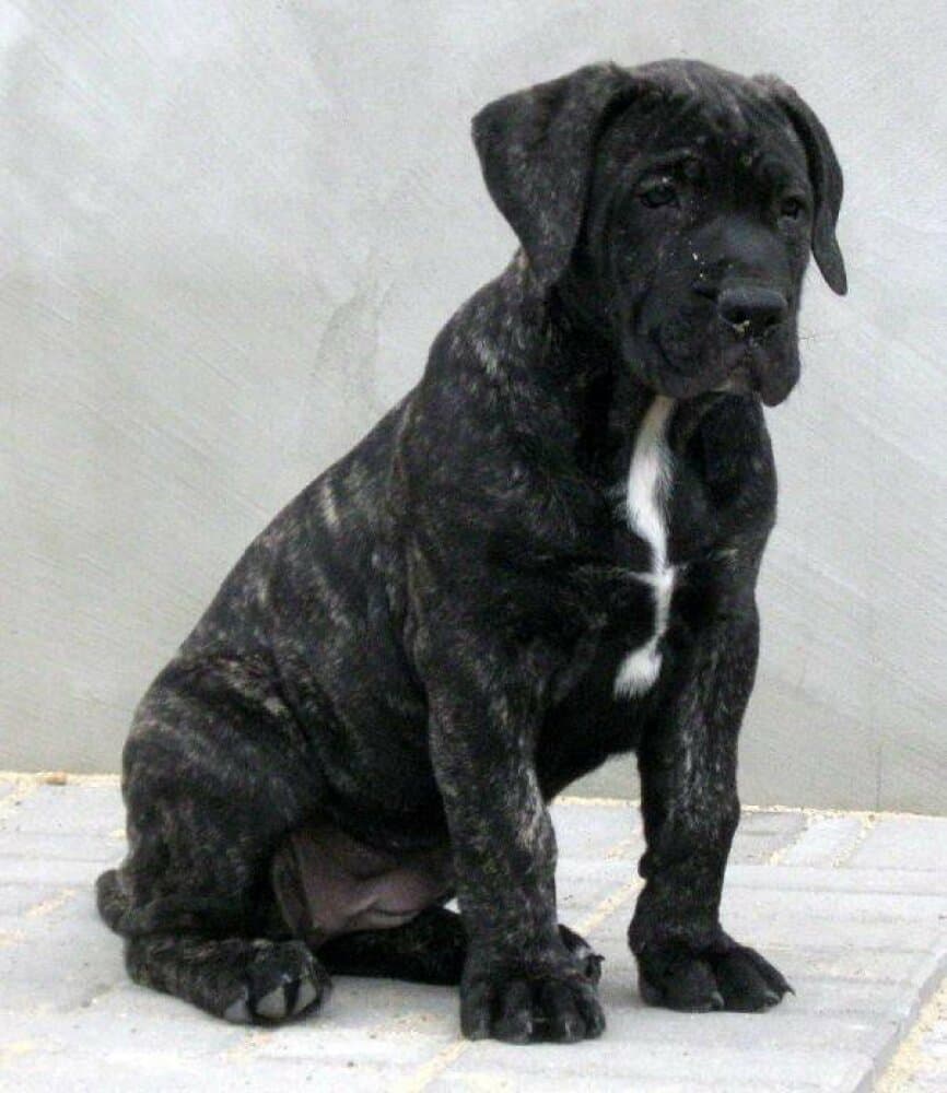 RAYA CABALLERO CANARIO 1