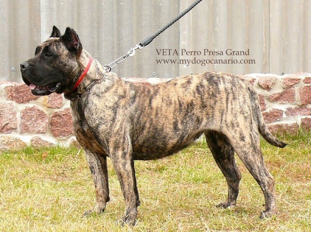 VETA PERRO PRESA GRAND 1