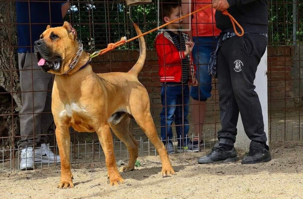 ZEUS DE ALCANTARA 1