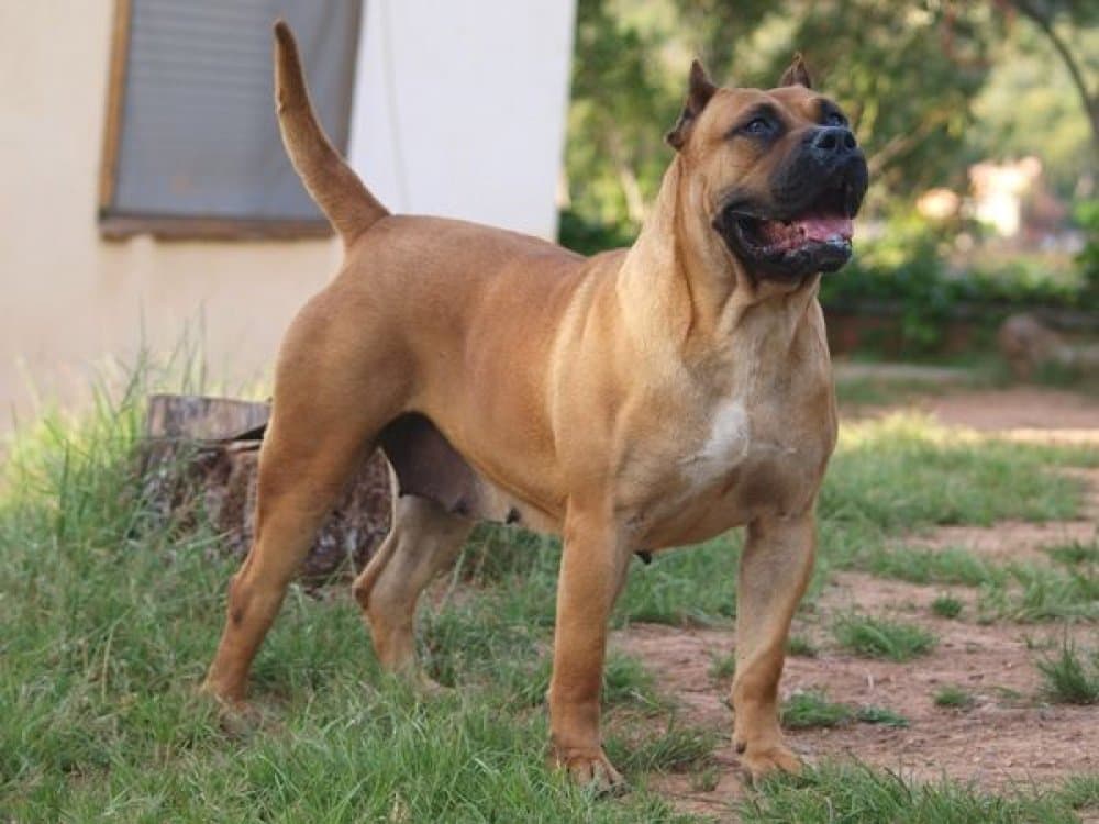 OTELA DE GUADALCAN 1