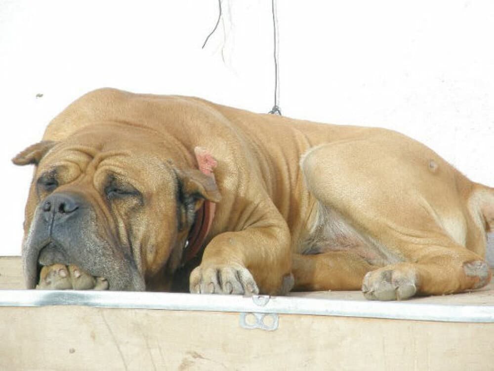 AMSTRONG DE PERRO DE LA TIERRA 1