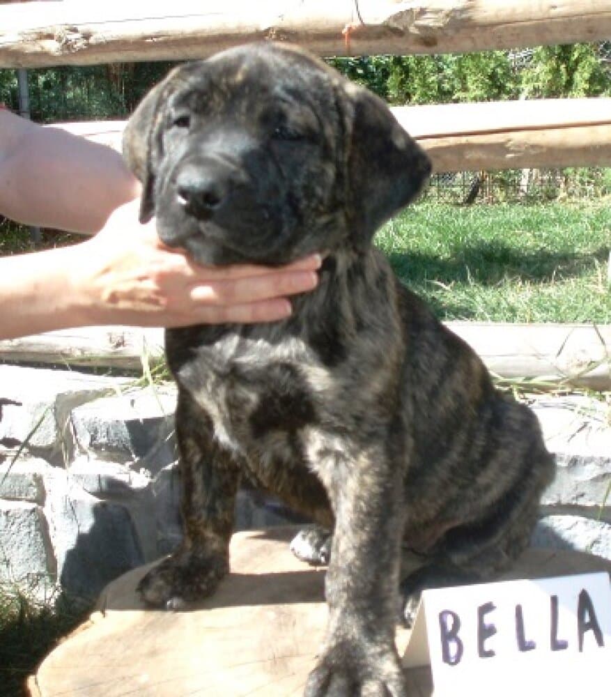 BELLA ALFA FAMILY DOG 1