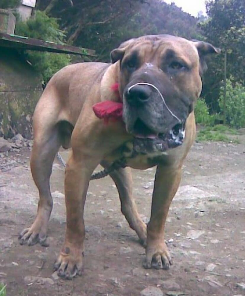 BUFALO DE PERRO DE LA TIERRA 1