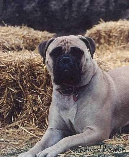 BRAMSTOKE'S QUEEN GRACE 1