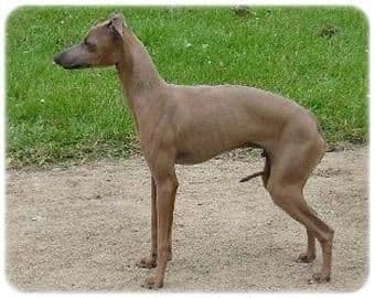 Talata Casanova 1