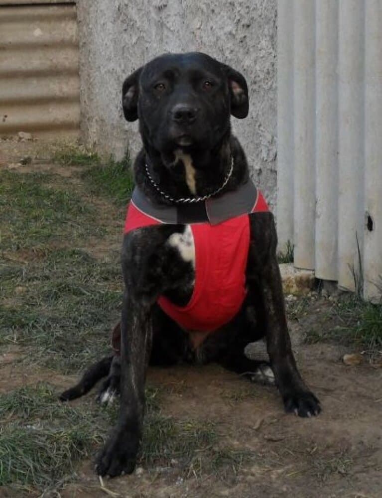 ARROJADO GUERRERO BRISA (SPURI) 1