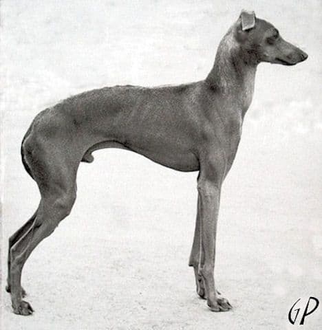 Fido Gerenuk 1