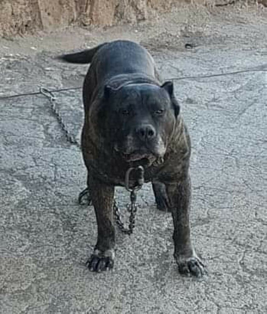 TENO DE REGANADOS 1