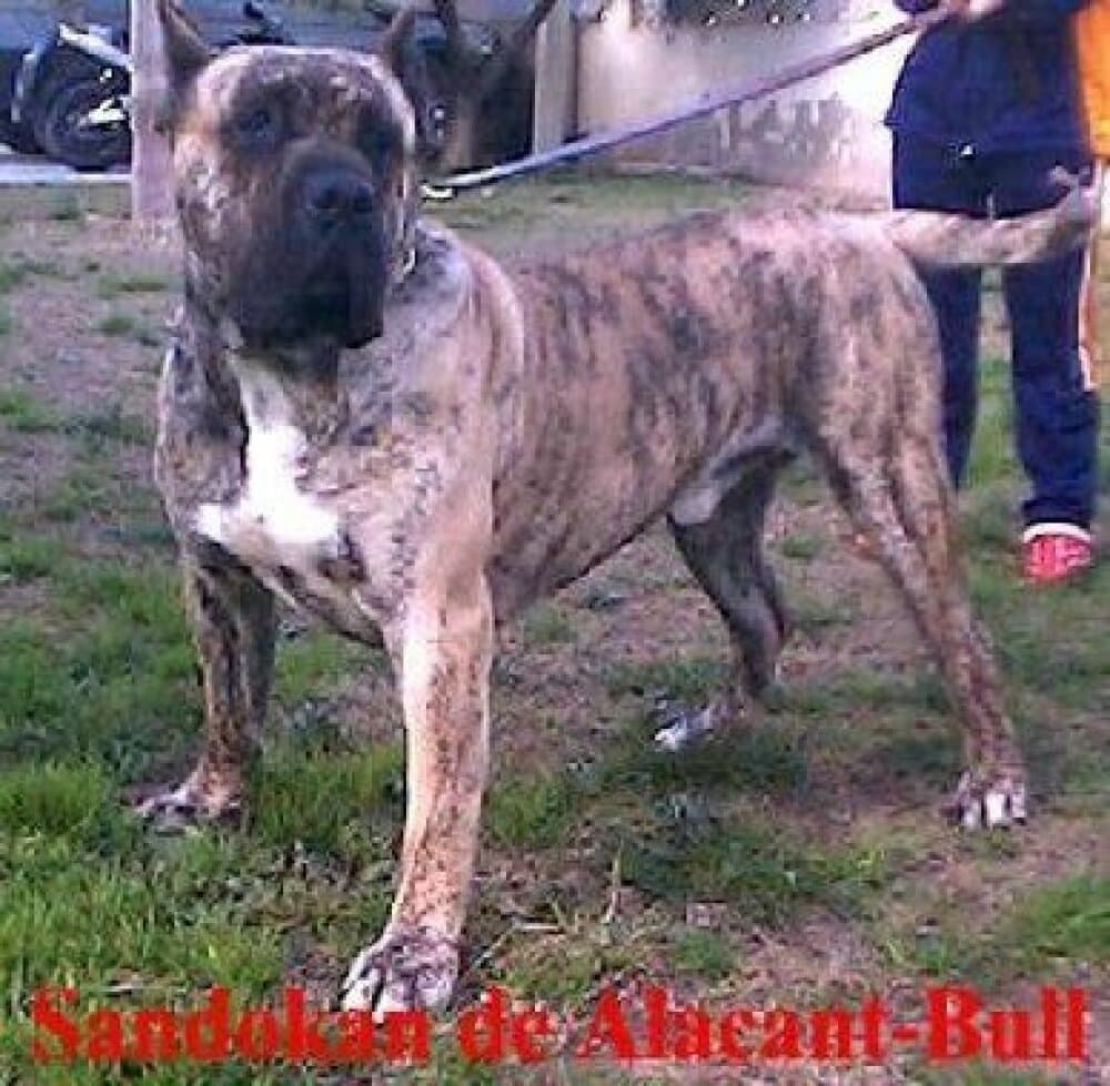 SANDOKAN DE ALACANT BULL 1