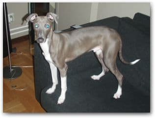 Heesa Meesas Kaboo Blue Mick 1