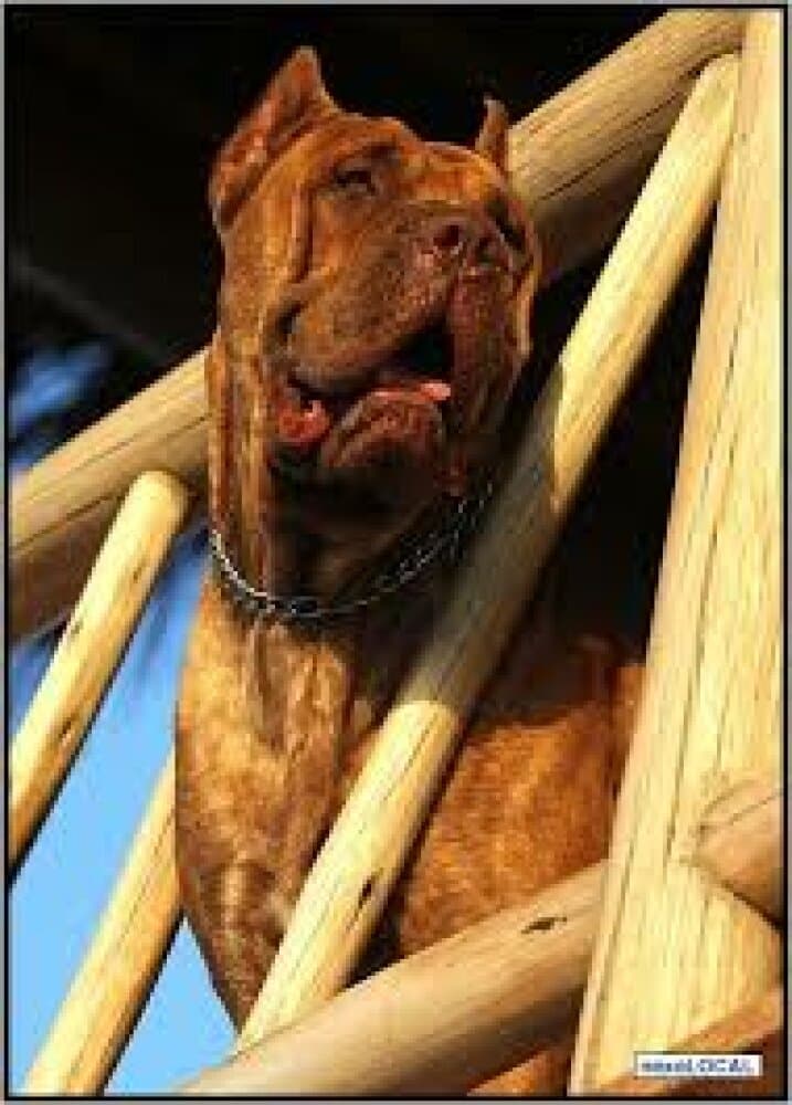 BULL DE PUNTA LUNA 1