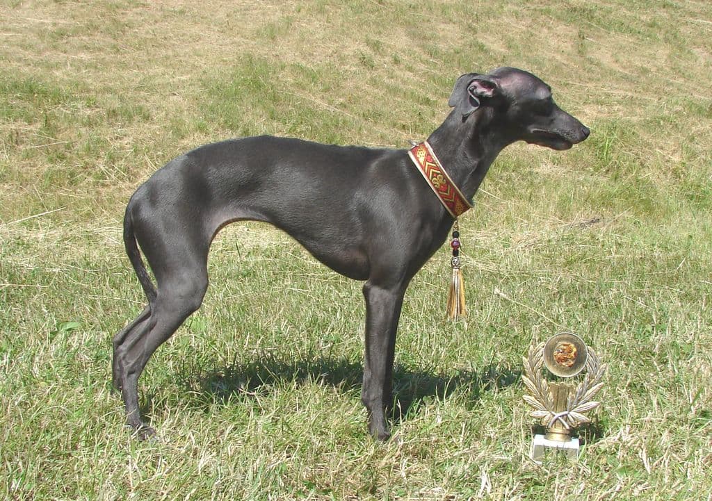 Astra Bravissimo Vivien 1