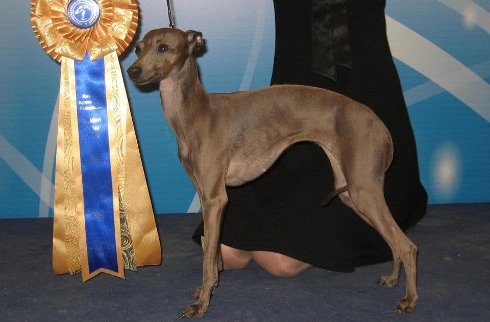 Carica Tamara Golden Queen 1