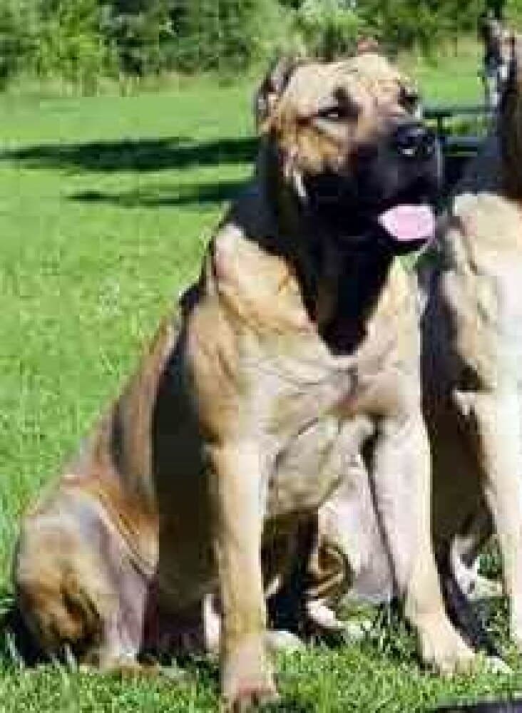 RED STAR BRUTUS 1