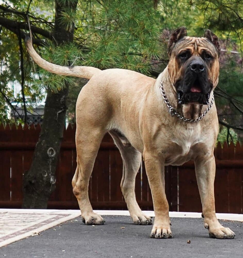 TALL OAKS ROCKY NUNES PRESA 1