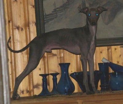 Eugenios Dog Castle Fellini 1