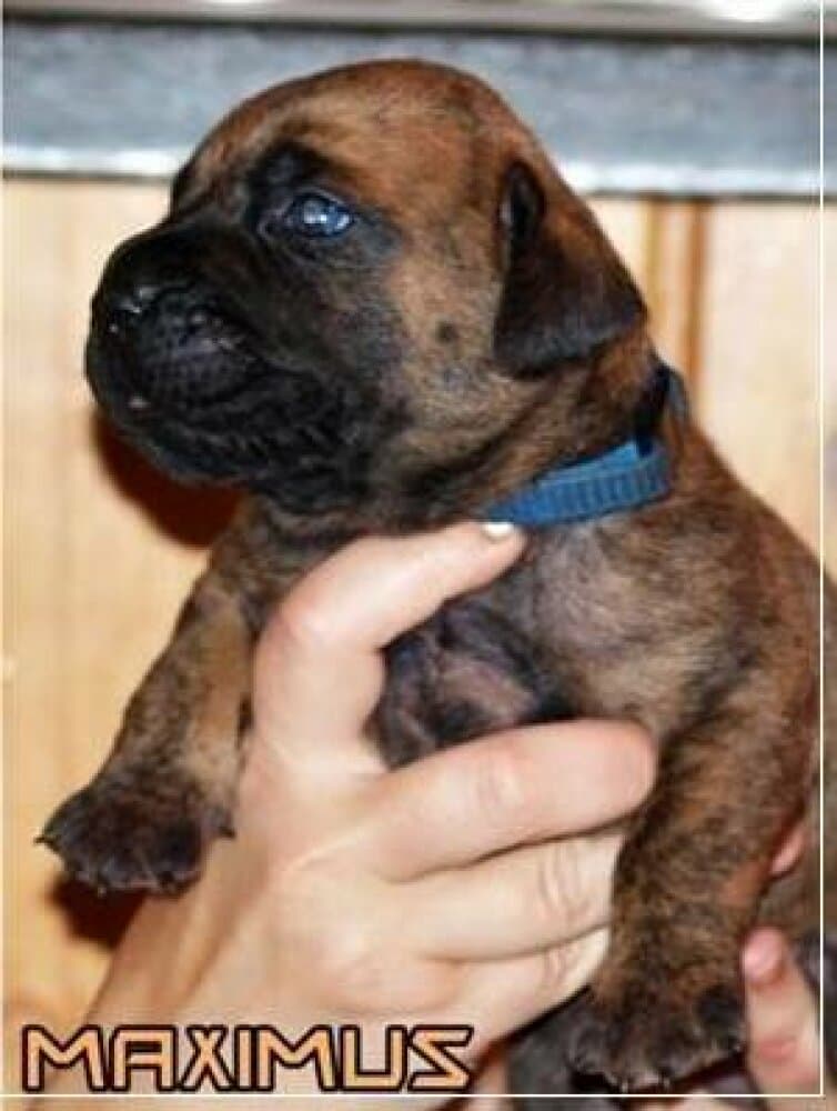 MAXIMUS NUESTRA SANGRE 1
