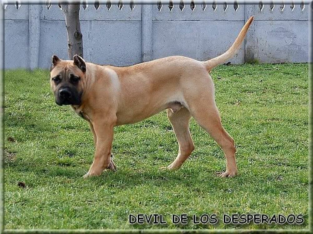 DEVIL DE LOS DESPERADOS 1