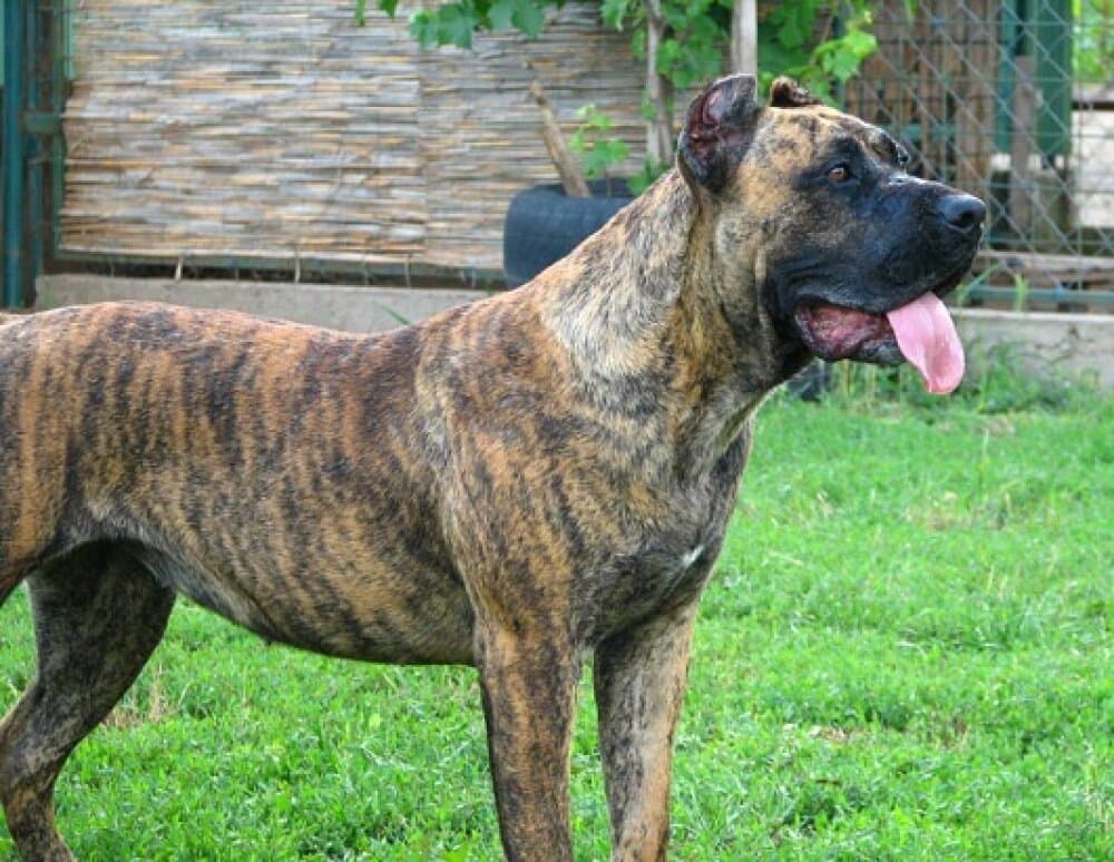 EL DIABLO DE LUCIA CHANEL 1