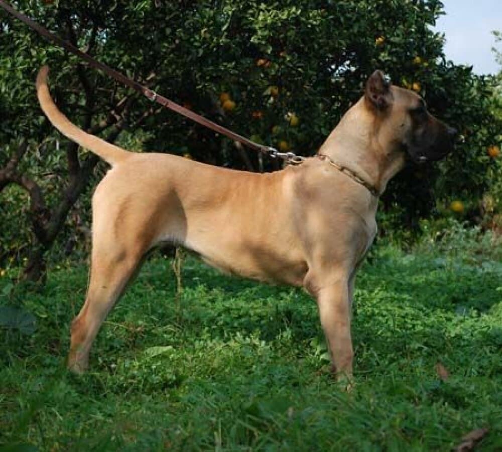 YUMA DE DOG REAL 1