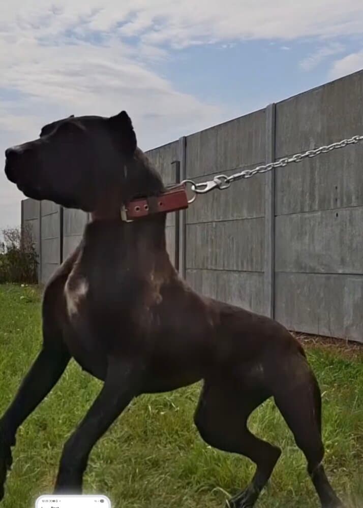 VENDETTA KING ZULU 1