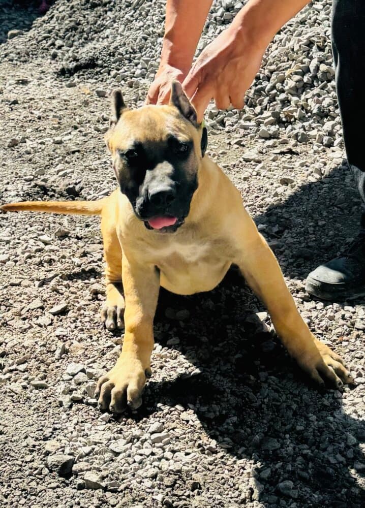AQUILES M. R. 1